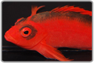 Flame Hawkfish